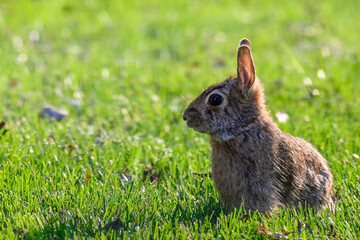 Wall Mural - A cottontail rabbit (Sylvilagus) sitting in the grass in Kansas.