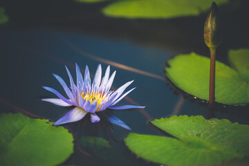 Wall Mural - violet lotus flower blossom or water lily blooming in pond with sunlight in garden outdoor nature.