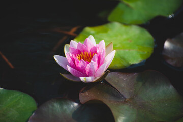 Wall Mural - pink lotus flower blossom or water lily blooming in pond with sunlight in garden outdoor nature.