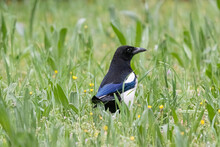 Magpie In The Middle Of A Meadow