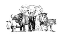Big African Five Animal. Hand Drawn Illustration