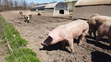 Wall Mural - Agriculture porcs cochon elevage viande bio plein air Wallonie Belgique