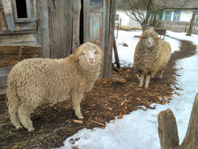 Cute Rams Outside In Winter Time Looking Into Camera