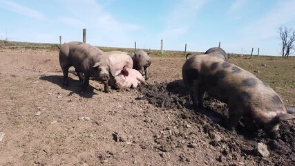 Canvas Print - Agriculture porcs cochon elevage viande bio plein air Wallonie Belgique