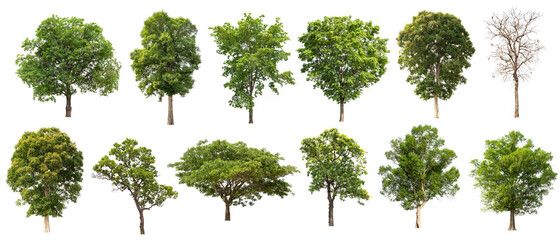 tree collectoin isolate on white background