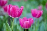 Fototapeta Tulipany - Amazing view of colorful tulip flowering in the garden at sunny summer or spring day