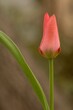Samotny tulipan