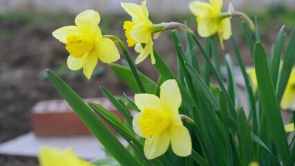 Wall Mural - Daffodils in the green field