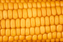 Yellow Corn Ear, Close Up Macro Surface Top View Background
