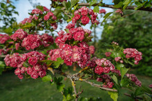 Closeup Of Hawthorn Shrub With Beautiful Pink Flowers Blooming At A Park