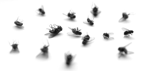dead flies insects many several with legs in air