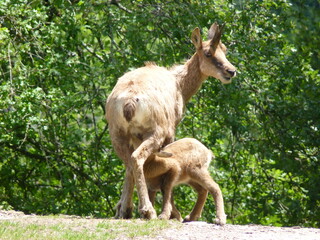  Isard et son bébé en vallée d'Aspe