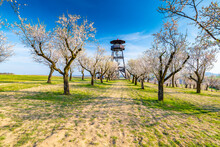 Lookout tower near Hustopece city, placed in blooming almond tree orchard. South Moravia region, Czech Republic. Spring weather during sunset.