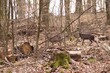 Zwei Rehe in einem Wald