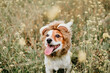 cute jack russell dog wearing a lion costume on head. Happy dog outdoors in nature in yellow flowers meadow. Sunny spring