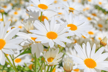 Wall Mural - White daisy flower field. with yellow pollen.