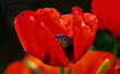 red poppies,  black white background, Close up  