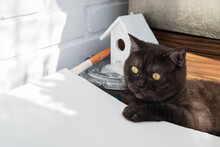 Cute Black Cat Pretends To Help Painting Wall In White Color. Home Improvement , Renovation