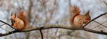 Banner Wild Red Beast Squirrel Sits On A Tree Branch.