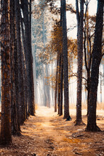 Eerie Scenery Of An Alley Lined With Tall Trees In A Forest At Fall