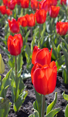 Wall Mural - Image of many flowers of tulips in a garden