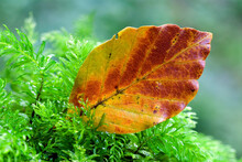 Autumnal Beech Leaf Laid On Moss