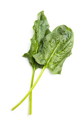 Sticker - Green spinach leaves.