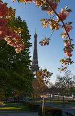 Wall Mural - The iconic Eiffel Tower in Paris on a sunny spring day behind cherry blossoms