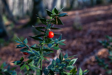 Close up of a butcher's broom plant in a wood. Its red berries and bright green leaves recall the colors of Christmas.