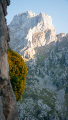 Wall Mural - Arbusto de margaritas amarillas en pared rocosa de montaña de Asturias