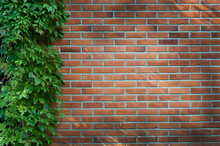 Virginia Creeper (Parthenocissus) Climbing On Red Brick Wall