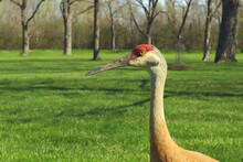 Sandhill Crane On The Green Field In The Forest Preserve. Natural And Wildlife Concept.