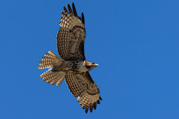 red-tailed hawk flying in beautiful light , seen in the wild in  North California 