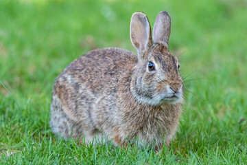 Poster - Eastern cottontail rabbit in grass facing right angle