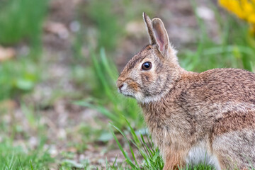 Wall Mural - Eastern Cottontail Rabbit, Sylvilagus floridanus, Springtime in grass