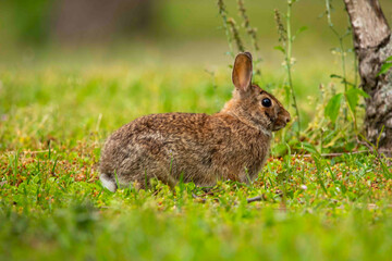 Eastern Cottontail Rabbit in Grassy Field