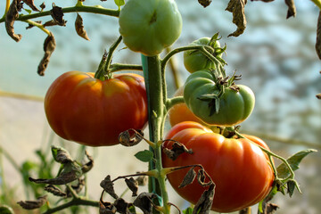 Wall Mural - Red and green tomatoes. Ripe and unripe tomatoes. Tomato on a plant with dried leaves.