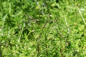 Wall Mural - Rough hedge parsley (Torilis scabra) flowers. Apiaceae plant.
