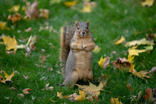 A Fox Squirrel Standing Among Fall Leaves.