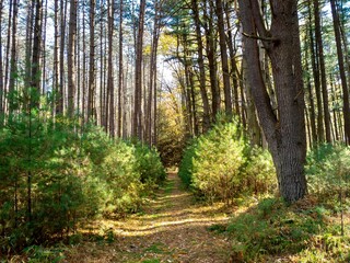 Cook Forest State Park in the fall near Clarion Pennsylvania with the baby pine trees and fallen leaves and a blue sky popping through the background.