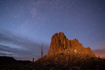 Wall Mural - sonoran desert under a starry sky