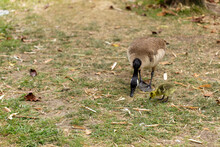 Goose And Goslings