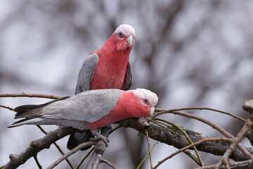 red galah parrots