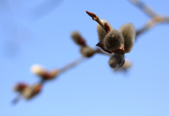 a sprig of a budding willow on a blue background
