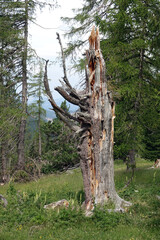 Poster - Alter Baum