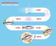 Microplastic in food chain vector infographic. Marine environment. Plastic waste impact on aquatic animals and seafood.