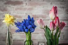 Close-up Of Spring Bulbous Plants Flowers On A Rustical Brick Wall. Tulips, Grape Hyacinths And Daffodils Arrangement