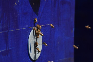 Canvas Print - Honey bees in front of hive entrance. Bees at the entrance to the hive close-up, beekeeping, honey production