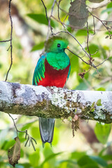 Wall Mural - Resplendent Quetzal, Pharomachrus mocinno, Savegre in Costa Rica, with green forest in background. Magnificent sacred green and red bird. Birdwatching in jungle.