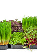 Microgreen of wheat, amaranth, beets and basil isolated on a white background. Texture of green stems close up. Different types of sprouts.